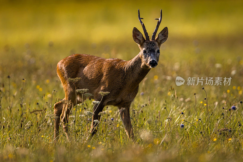 鹿(学名:Capreolus Capreolus)